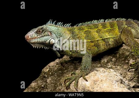 Iguana verde Suriname (Iguana iguana ssp.) Foto Stock