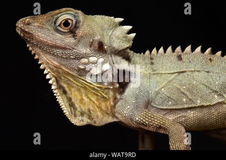 Il Boyd's Forest Dragon (Lophosaurus boydii) Foto Stock