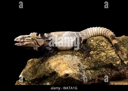 San Esteban iguana (Ctenosaura conspicuosa) Foto Stock