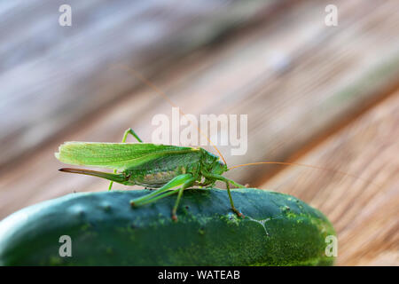 Alimentazione di insetto su cetriolo, desert locust. locusta o grasshopper Foto Stock