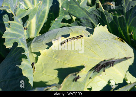 Cavolo pest. bachi mangiano foglie di cavolo. bruchi dal grande farfalla di Pentecoste Foto Stock