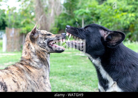 Due cani combattimenti e giocare. Un cane morde un altro cane. Foto Stock