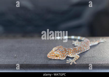 Close up gekko(Tokay gecko) sul pavimento. Copia spazio per il testo. Foto Stock