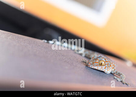 Close up gekko(Tokay gecko) sul pavimento. Copia spazio per il testo. Foto Stock