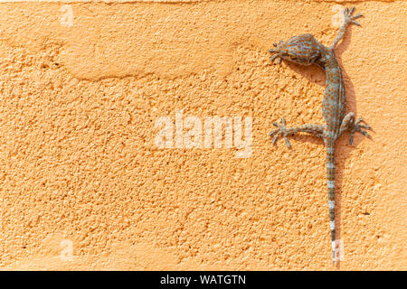 Close up gekko(Tokay gecko) sulla parete arancione. Copia spazio per il testo. Foto Stock