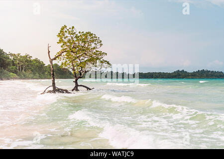 Mangrove Tree spiaggia. Bellissimi alberi di mangrovia con lussureggianti corona di latifoglie in acqua di mare su una spiaggia pulita sullo sfondo del mare e del cielo nuvoloso. Foto Stock