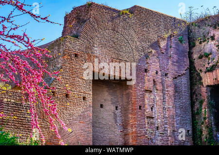 Fiori di colore rosa antico Palazzo Imperatore Palantine Hill Roma Italia. Foto Stock