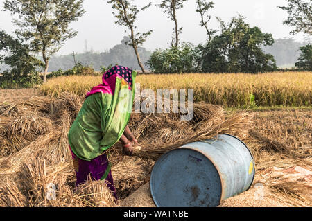 Donna indiana agricoltore lavora duro, in campi, sulla giornata di sole della stagione di mietitura, è che separa il grano dalla lolla di trebbiatura, il tradizionale metodo di separazione Foto Stock