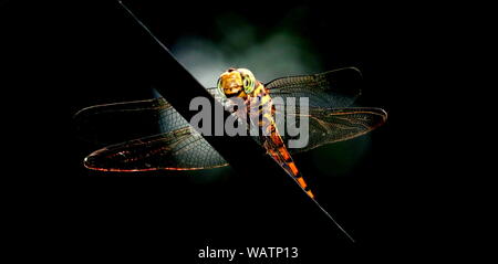 La foto di un variare bella libellula. Foto Stock