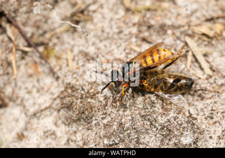 Un lupo Bee Wasp, Philanthus triangulum, con la sua preda che ha appena preso un lavoratore il miele delle api, Apis mellifera. Foto Stock