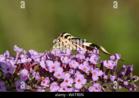 Un bel Jersey Tiger Moth, Euplagia quadripunctaria, nectaring su un Buddleia flower. Foto Stock