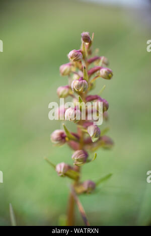 Coeloglossum viride, rana orchid su sfondo verde Foto Stock