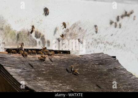 Un sacco di api di entrare alveare con raccolti di miele. Le api a raccogliere il nettare dai fiori e messa in celle esagonali dopo il ritorno al bee hive Foto Stock