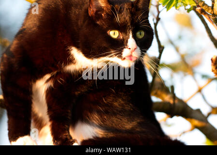 Cat con la lingua fuori mentre è seduto su una parete Foto Stock