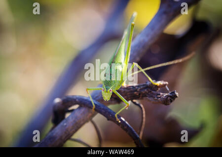 Chorthippus albomarginatus, Omocestus viridulus, Green Grasshopper, mimicry, Locusta migratoria Foto Stock