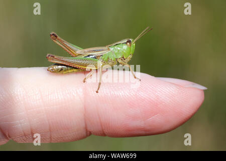 Prato Grasshopper Chorthippus parallelus sul dito Foto Stock