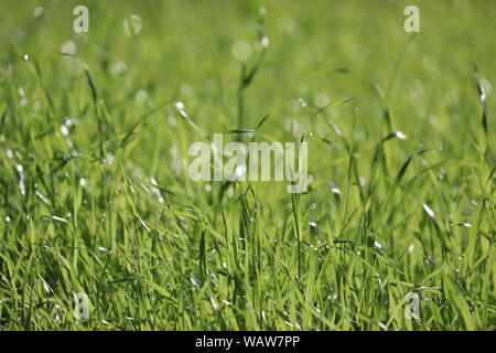 Erba verde con gocce d'acqua in presenza di luce solare, fuoco selettivo. Estate Natura sfondo, la rugiada sul prato soleggiato Foto Stock