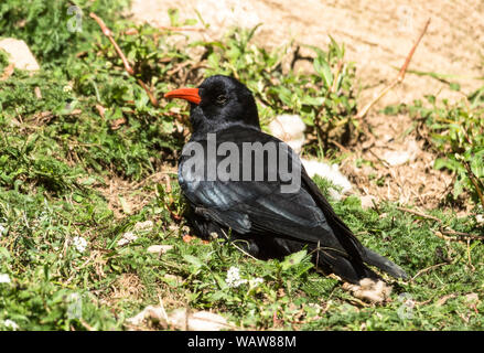 Chough ( Pyrrhocorax pyrrhocorax).uccello adulto ensoleillement stessa.Pirenei francesi. Foto Stock