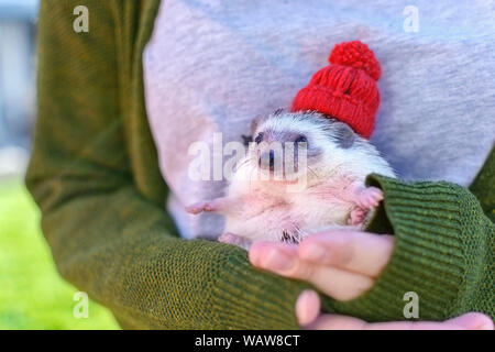 La donna a maglione tenendo poco pet nana africana riccio a portata di mano Foto Stock