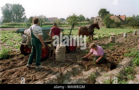 01 gennaio 1993, Berlino, Brandenburgo: In basso Oder Parco Nazionale vicino Gartz, i piccoli agricoltori la raccolta di patate. Migliore qualità dell'immagine, esatta data di scatto non noto. Foto: Paul Glaser/dpa-Zentralbild/ZB Foto Stock