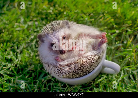 Hedgehog africani in tazza bianca sull'erba cercando per la fotocamera Foto Stock