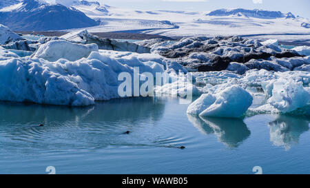 Estate polare - laguna glaciale con 3 guarnizioni di nuoto tra gli iceberg, dietro di loro bordo del ghiacciaio, montagne coperte di neve come sfondo Foto Stock