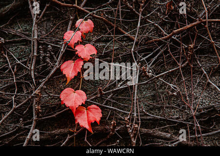 Autunno rosso foglie di vite sulla superficie della pietra close up dettaglio sullo sfondo - Giappone stagione colorati cambiare concetto Natura carta da parati di scena Foto Stock
