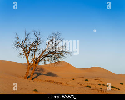 Splendidi e vibranti di colore arancione albero morto in Al Wathba deserto con la luce del tramonto e il cielo limpido. Dubai - Abu Dhabi. Emirati arabi uniti Foto Stock