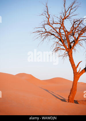 Splendidi e vibranti di colore arancione albero morto in Al Wathba deserto con la luce del tramonto e il cielo limpido. Dubai - Abu Dhabi. Emirati arabi uniti Foto Stock