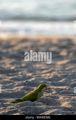 Parrocchetto, Parrot, Monaco parrocchetto ,Costa del Sol, Spagna Foto Stock