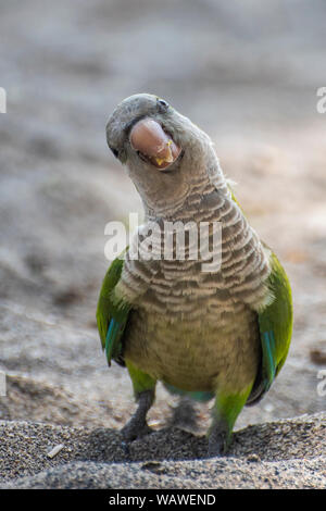 Parrocchetto, Parrot, Monaco parrocchetto ,Costa del Sol, Spagna Foto Stock