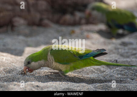 Parrocchetto, Parrot, Monaco parrocchetto ,Costa del Sol, Spagna Foto Stock