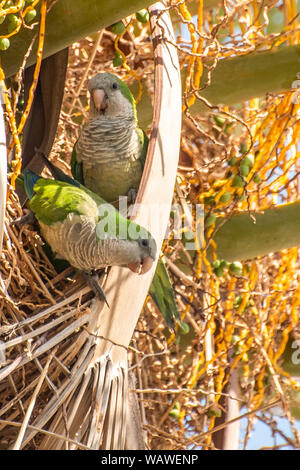 Parrocchetti, pappagalli nel loro nido, Torremolinos spagna, Costa del Sol, Mediterranea. Foto Stock