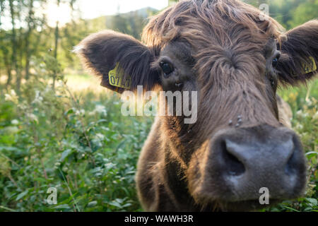 Immagine ravvicinata di una mucca marrone su pascolo Foto Stock
