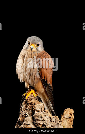 Splendido ritratto del Gheppio Falco tinnunculus in studio di impostazione su sfondo nero Foto Stock