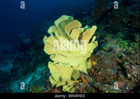 Giallo a orecchio di elefante, spugna Lanthella basta Raja Ampat Indonesia. Foto Stock