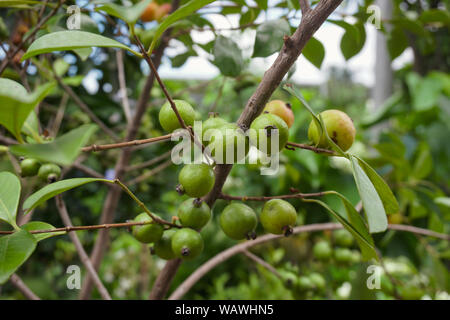 Una mano che mostra Ficus racemosa popolarmente noto come cluster fico, Indian fig tree o goolar ( golare), in lingua bengalese Dumur Foto Stock