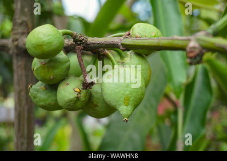 Una mano che mostra Ficus racemosa popolarmente noto come cluster fico, Indian fig tree o goolar ( golare), in lingua bengalese Dumur Foto Stock