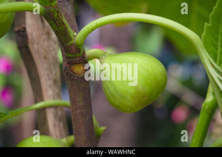 Dumur Tree, Dumur frutta , Ficus racemosa (Ficus glomerata Roxb.) è una specie di piante della famiglia Moraceae. Popolarmente conosciuta come il cluster fig tree Foto Stock