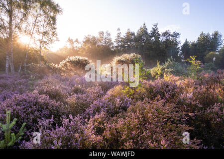 Pianura paesaggio heath a Crooksbury comune nel Surrey, Regno Unito, su una mattina d'estate con colorata fioritura heather Foto Stock