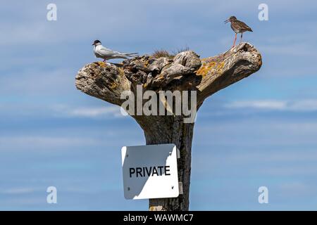 Arctic Tern (sterna paradisaea) e comuni (redshank Tringa totanus), seduto su un albero morto tronco con accesso privato, Westfjorde, Islanda Foto Stock