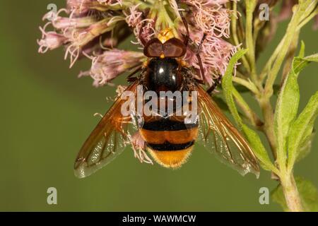 Hornet mimare Hoverfly (Volucella zonaria) maschio su boneset (Eupatorium), Baden-Württemberg, Germania Foto Stock