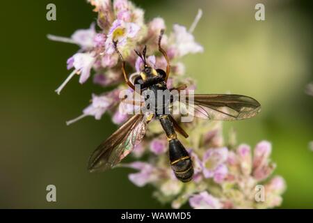 Wasp fly (Physocephala rufipes) sul fiore di menta cavallo (Mentha longifolia), Baden-Württemberg, Germania Foto Stock