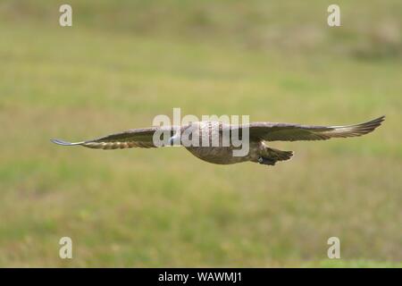 Grande skua (Stercorarius skua) in volo, Handa Island, Scozia, Gran Bretagna Foto Stock