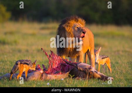 Lion (Panthera leo), maschio e nero-backed sciacalli (Canis mesomelas) con scheletro, eland uccidere, il Masai Mara riserva nazionale, Kenya Foto Stock