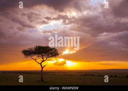 Silhouette di Umbrella Thorn acacia (acacia tortilis) al tramonto, il Masai Mara riserva nazionale, Kenya Foto Stock