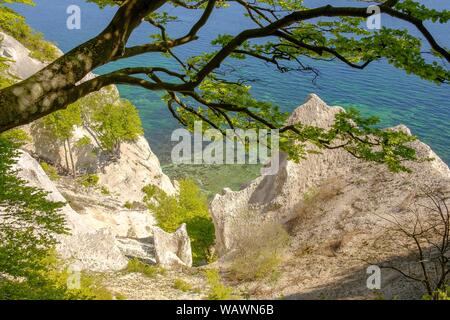 Comune di faggio (Fagus sylvatica) cresce in Chalk costa di Mons Klint, Mar Baltico, Mon Isola, Danimarca Foto Stock