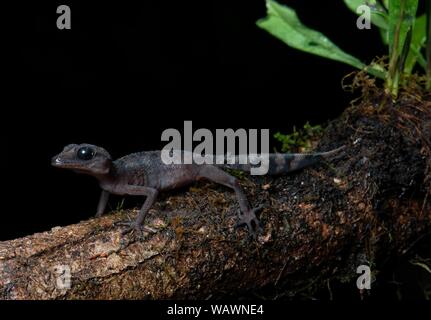 Grazioso Madagascar terra gecko (paroedura gracilis), Montagne d'Ambre National Park, Nord Madagascar Madagascar Foto Stock