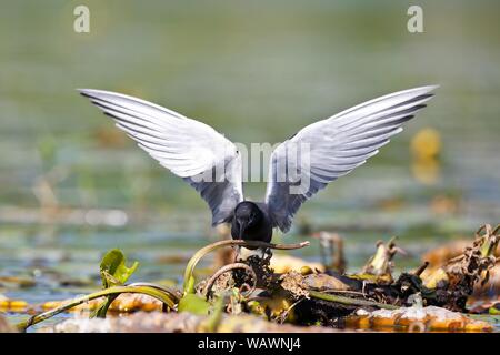 Black Tern (Chlidonias niger), antico uccello guardando per materiale di nidificazione, Parco Naturale Peental, Meclemburgo-Pomerania, Germania Foto Stock