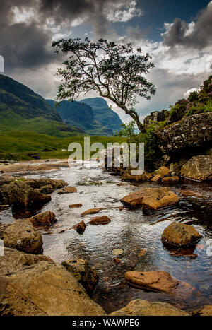 Albero solitario, Glen Coe, Scozia Foto Stock